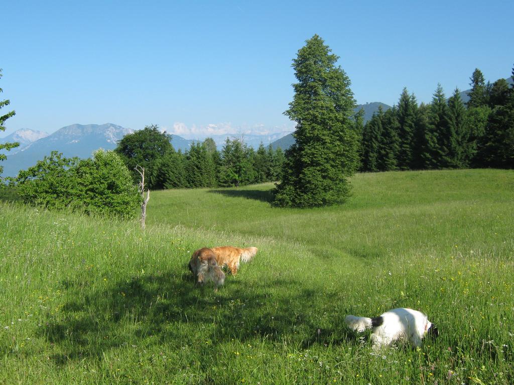 Вилла Chalet La Montagnola Borgo Valsugana Экстерьер фото